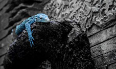 创造与魔法蓝蜥蜴吃什么 蓝蜥蜴饲料是什么