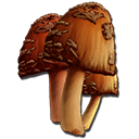 稀有蘑菇