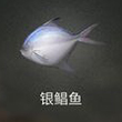 銀鯧魚