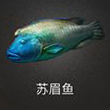 蘇眉魚