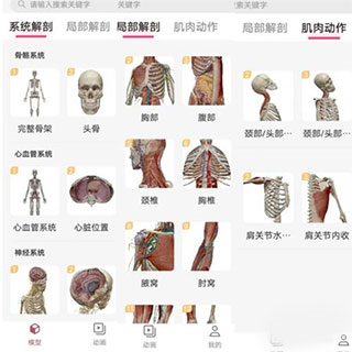 3dbody解剖免费版3