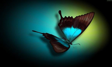 阴阳师蝴蝶精信物图片是什么 蝴蝶精信物图片汇总