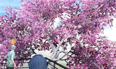 和平精英国际服樱花树在哪里 祈愿树位置一览