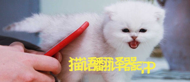 猫语翻译器app哪个好用