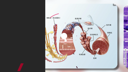 解剖和生理学安卓版图片1