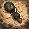 蚂蚁模拟器地下蚁国安卓版