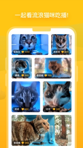 哈啰街猫app